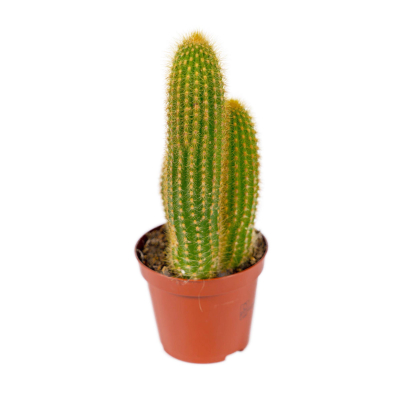 Изображение товара Кактус Orangery cactus mix 20/50