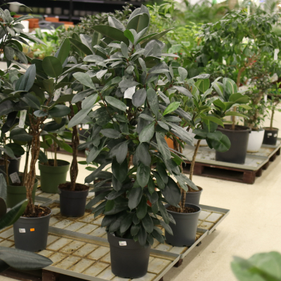 Изображение товара Фикус Ficus cyathistipula 30/110 Изображение товара Фикус Ficus cyathistipula 30/110