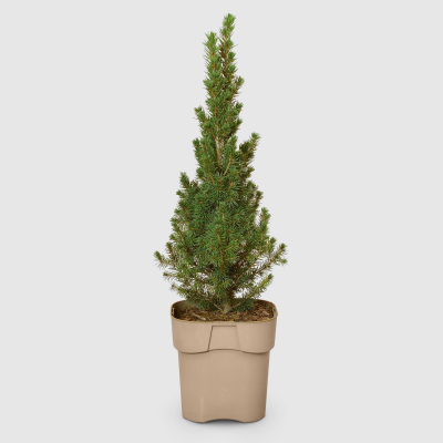 Изображение товара Ель Picea Glauca Conica 17/30 см
