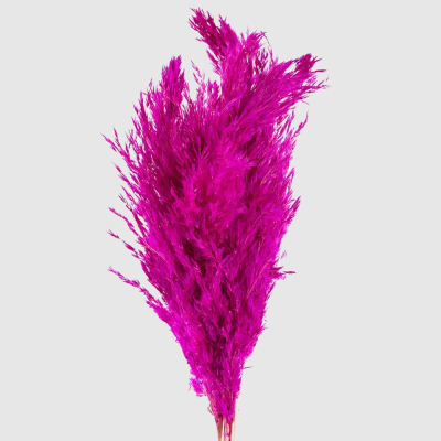 Изображение товара Сухоцветы Donna Flor камыш банч 40 г фуксия 65 см