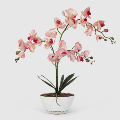 Изображение товара Орхидея Конэко-О 556_791 в кашпо лодочка 65 см