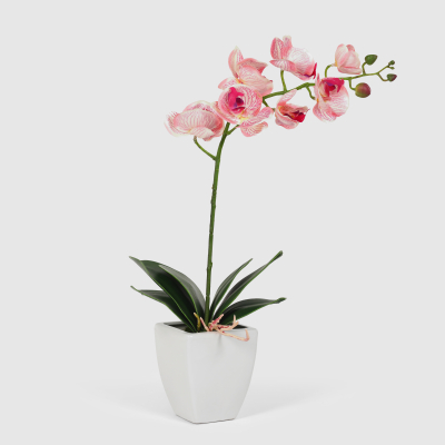 Изображение товара Орхидея Конэко-О 556_10159_185 в белом кашпо 60 см