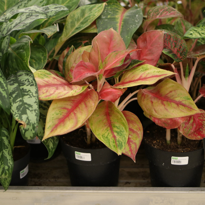 Изображение товара Аглаонема Aglaonema red balloon 19/50