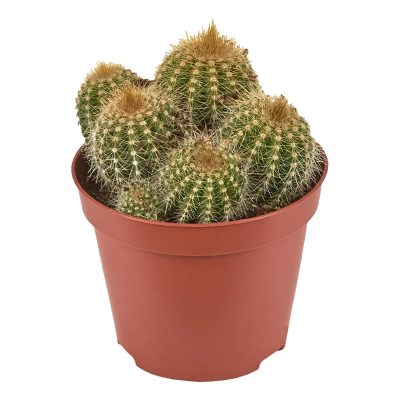 Изображение товара Кактус Orangery cactus mix, высота 15 см