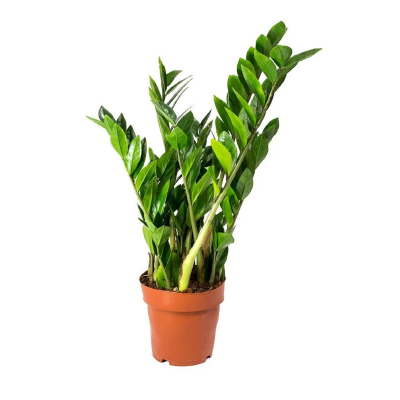 Изображение товара Замиокулкас Orangery zamioculc. Zamiifolia27/90