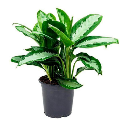 Изображение товара Аглаонема Orangery aglaonema diamond bay 17/65