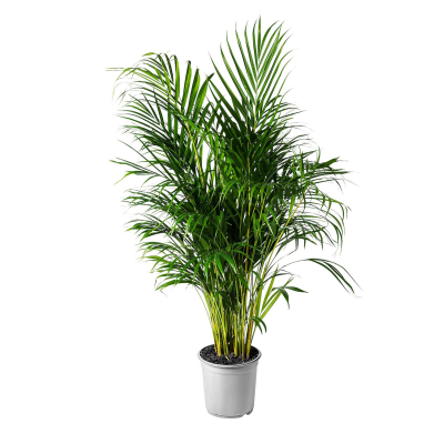 Изображение товара Дипсис Orangery dypsis lutesc 17/80