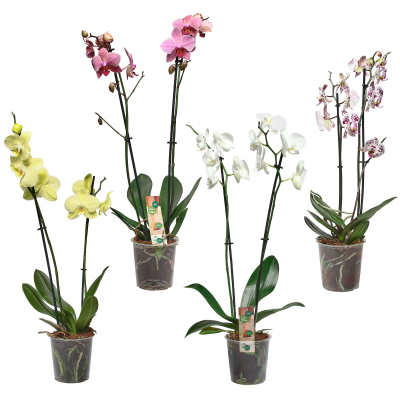 Изображение товара Фаленопсис Orangery phal. Mix12/60 - эффектное комнатное растение с бабочковыми цветками