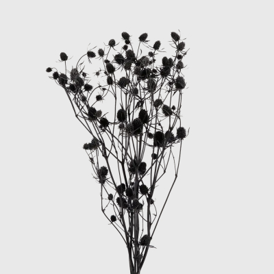Изображение товара Сухоцветы Donna Flor эрингиум 5 веток, чёрный, 50 см