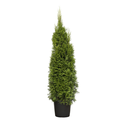 Изображение товара Цветущие растения Туя Венгрия Orangery thuja smaragd 23/125