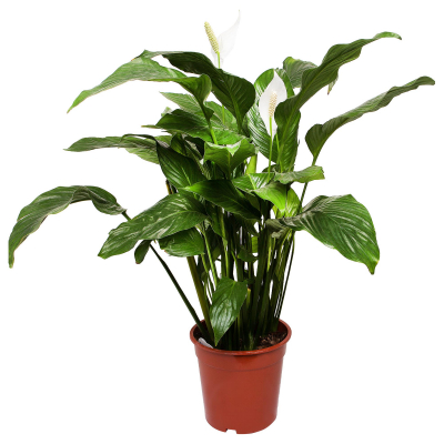 Изображение товара Спатифиллум Orangery spathiphyllum vivaldi 17/75