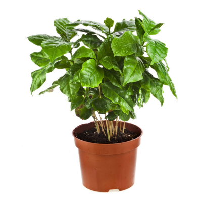 Изображение товара Кофе Orangery coffea arabica 12/30 - декоративное цветущее растение