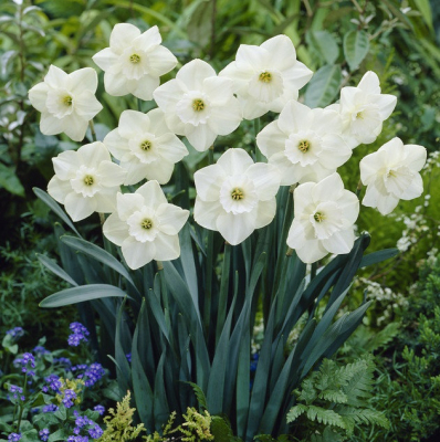 Изображение товара Луковицы нарцисса Lefeber, 5 шт, Нидерланды