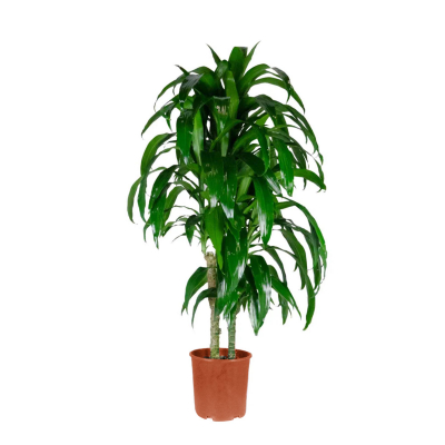 Изображение товара Драцена GK drac fr. mona lisa 21/100 - декоративное комнатное растение высотой 100 см