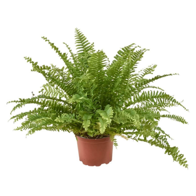 Изображение товара Нефролепис Orangery nephr.green mom 12/25