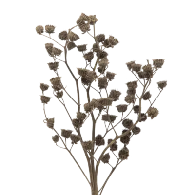 Изображение товара Сухоцветы Donna Flor абутилон бронзовый металлик 60 см 3 ветки