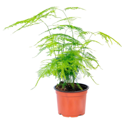 Изображение товара Аспарагус Orangery asparagus densi meyers 12/40 - комнатное лиственное растение высокого качества