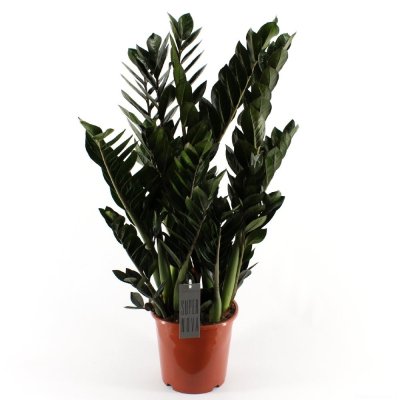 Изображение товара Замиокулкас Orangery zamioculc. Supernova 21/85