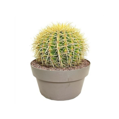 Изображение товара Эхинокактус grusonii 30/35 — кактус с ярким эффектом, низкая необходимость ухода