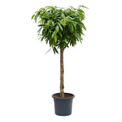 Изображение товара Фикус Orangery ficus amstel king 30/150 stam Изображение товара Фикус Orangery ficus amstel king 30/150 stam
