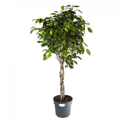 Изображение товара Фикус Orangery ficus benj. exotica 24/100 koker - декоративное растение 100 см