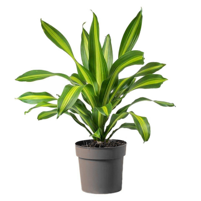 Изображение товара Драцена Orangery drac.fr. Burley 7/15