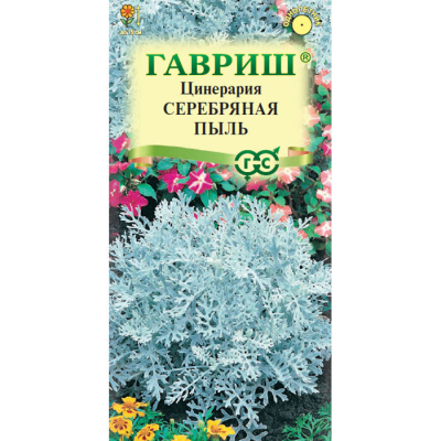 Изображение товара Семена Гавриш Цинерария Серебряная пыль (приморская) 0,05 г