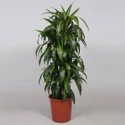 Изображение товара Драцена Orangery — пестролистная, светолюбивая