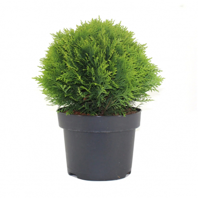Изображение товара Туя Orangery Thuja Danica 23/30 - декоративное лиственное растение