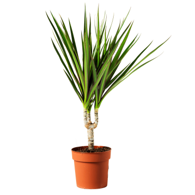 Изображение товара Драцена Orangery drac. marginata 11/50 - декоративное комнатное растение