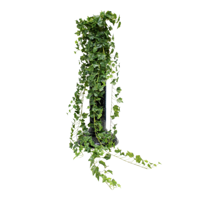 Изображение товара Ампельный английский плющ Конэко-О 180 см