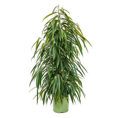 Изображение товара Фикус Orangery ficus binn alii 27/150