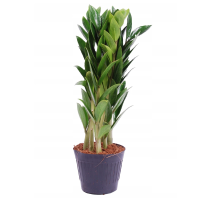 Изображение товара Замиокулкас Orangery zamioculc. Zamicro 10.5/36