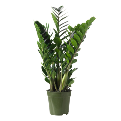 Изображение товара Замиокулкас Orangery zamioculc. Zam.lucky 14/55