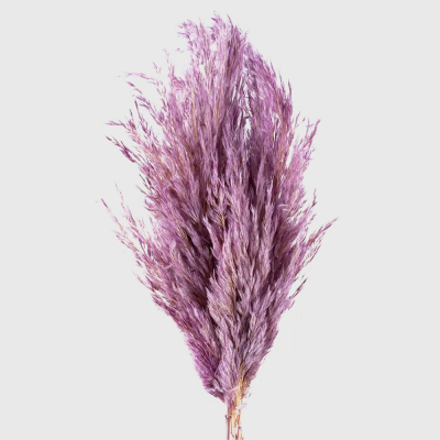 Изображение товара Сухоцветы Donna Flor камыш банч сиреневый 65 см для декора и флористики