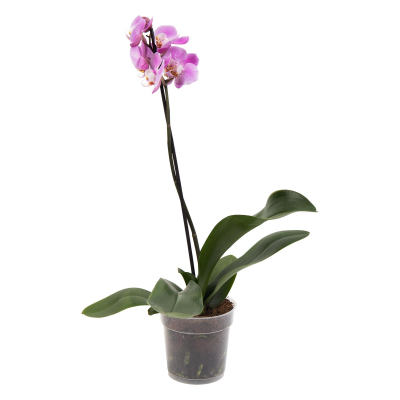 Изображение товара Фаленопсис Orangery phal mix 12/50 1pp