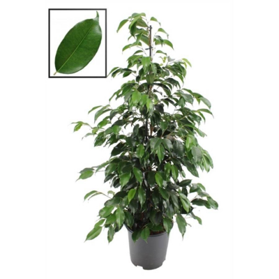 Изображение товара Фикус Orangery (Ficus benjamina Danielle) 17/80 - комнатное растение для дома Изображение товара Фикус Orangery (Ficus benjamina Danielle) 17/80 - комнатное растение для дома