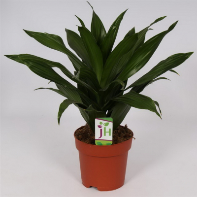 Изображение товара Драцена Orangery drac. Der.greenjewel 21/100 3pp