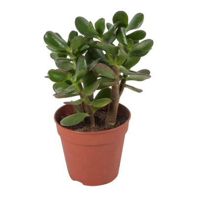 Изображение товара Крассула Orangery crassula ovata 17/30