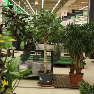 Изображение товара Цветущие растения Фикус Audrey 40/180 Ficus Benghal