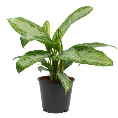 Изображение товара Аглаонема Orangery aglaonema silver bay 24/65