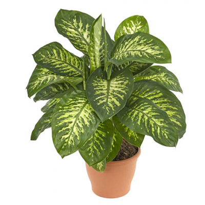 Изображение товара Диффенбахия Orangery dieffenb reeva 24/85