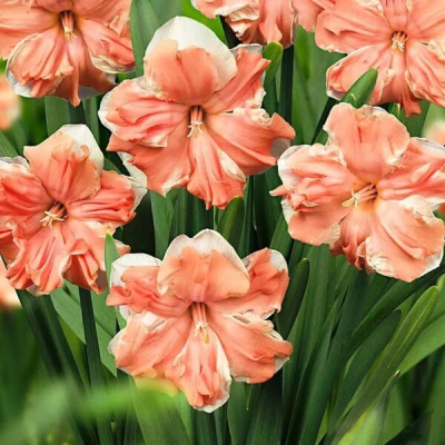 Изображение товара Набор луковиц нарциссов Apricot Whirl 5 шт для сада и букетов