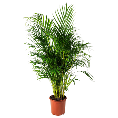 Изображение товара Дипсис Orangery dypsis lutesc 24/120