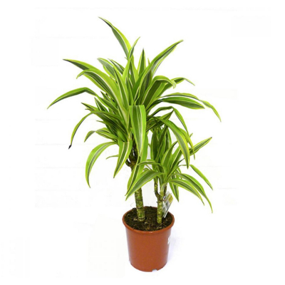 Изображение товара Драцена Orangery dracaena mix 12/25 - декоративное комнатное растение Изображение товара Драцена Orangery dracaena mix 12/25 - декоративное комнатное растение