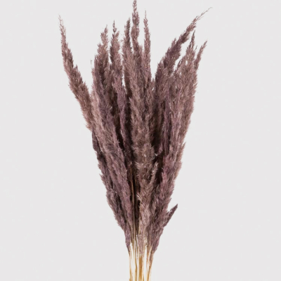 Изображение товара Сухоцветы Donna Flor камыш банч 65 см, шоколадный цвет