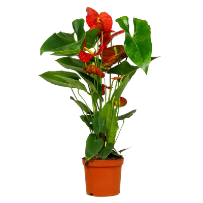 Изображение товара Антуриум Orangery anth.andr.mix 9/25