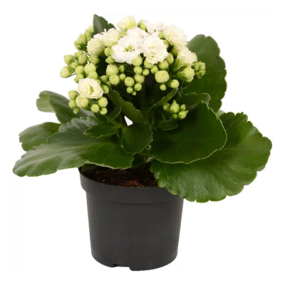 Изображение товара Каланхое Orangery kalanch.royal don 7/15