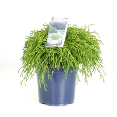 Изображение товара Кипарисовик Orangery Chamaec Filifera Nana 17/30