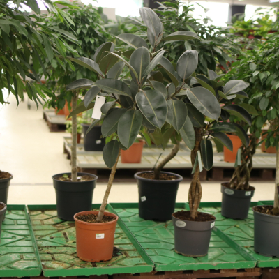 Изображение товара Фикус ficus elast.abidjan 24/120 st